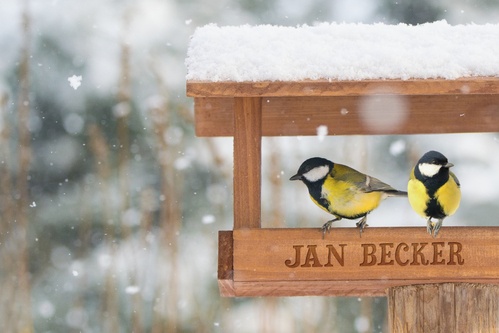 1011_373m_yellowbirds.jpg